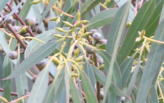 Eucalyptus viminalis