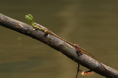 Basiliscus plumifrons