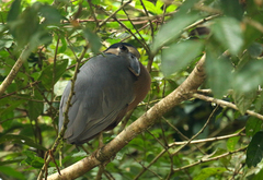 Cochlearius cochlearius