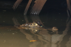 Caiman crocodilus