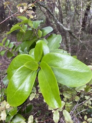 Griselinia lucida