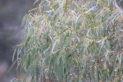 Eucalyptus viminalis