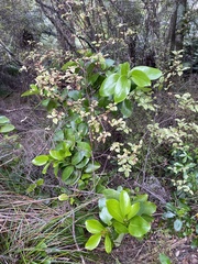 Griselinia lucida