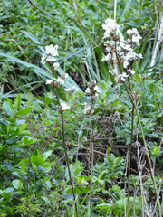 Libertia chilensis