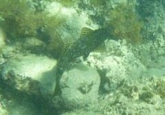 Aplodactylus lophodon
