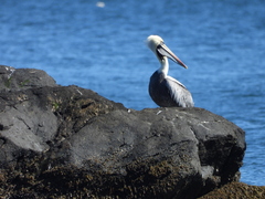 Pelecanus thagus