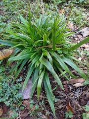 Dichanthelium laxiflorum