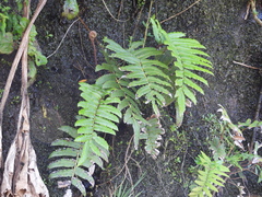 Blechnum chilense