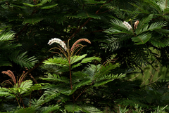 Pentaclethra macroloba