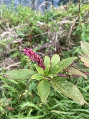 Phytolacca octandra