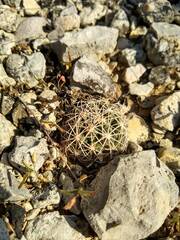 Coryphantha sulcata