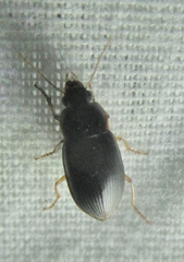 Notiobia terminata