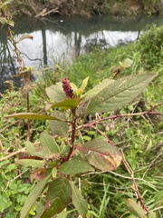 Phytolacca octandra