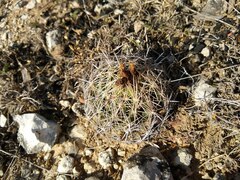 Coryphantha sulcata