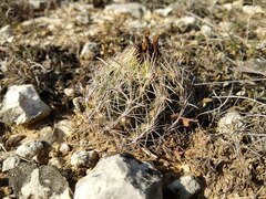 Coryphantha sulcata