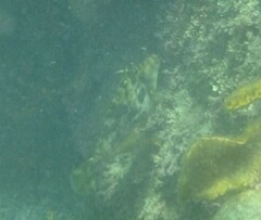 Scobinichthys granulatus