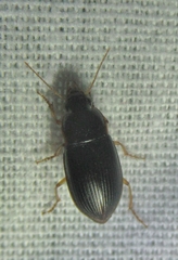 Notiobia terminata