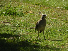 Mimus thenca