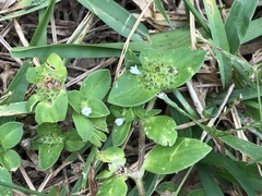 Richardia brasiliensis