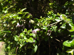 Rhaphithamnus spinosus