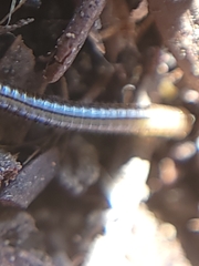 Brachyiulus