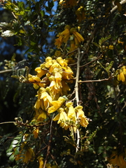 Sophora cassioides