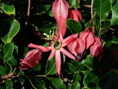Passiflora princeps