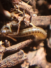 Brachyiulus