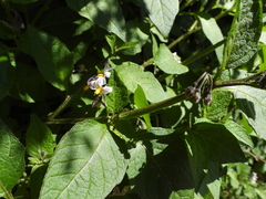Solanum furcatum