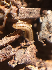 Brachyiulus