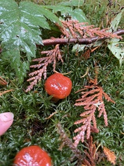 Hygrocybe laetissima