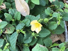 Sida ulmifolia