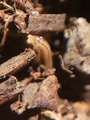 Brachyiulus