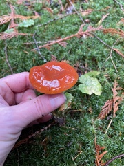Hygrocybe laetissima