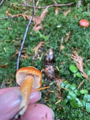 Hygrocybe laetissima