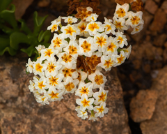 Heliotropium floridum