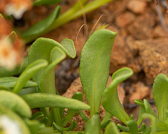 Heliotropium floridum