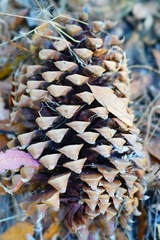 Pinus sabiniana
