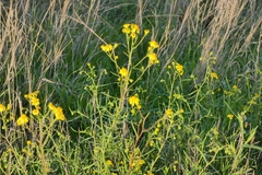Senecio inaequidens