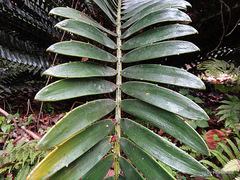 Encephalartos altensteinii