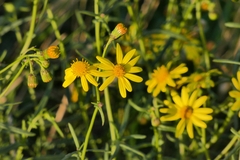 Senecio inaequidens