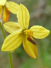 Cyanella lutea