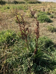 Rumex patientia