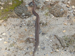 Crotalus triseriatus
