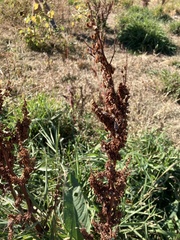 Rumex patientia