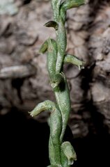 Microthelys rubrocalosa