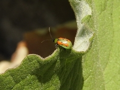 Diabrotica decempunctata