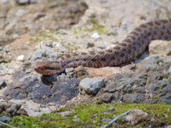 Crotalus triseriatus