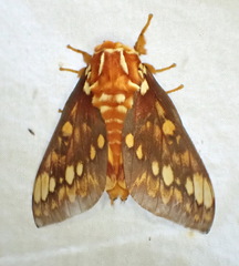 Citheronia equatorialis