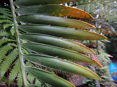 Encephalartos altensteinii